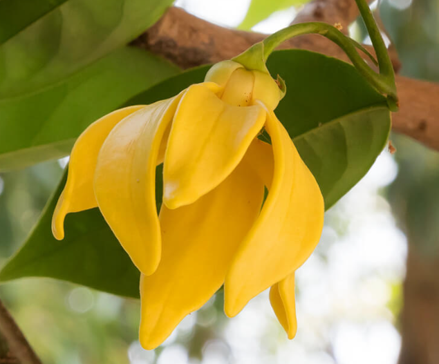 Ylang Ylang and